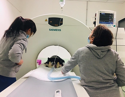Tac Poliambulatorio Veterinario Argentina Taggia