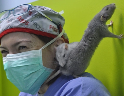 Topolini Clinica Veterinaria Clinac Genova