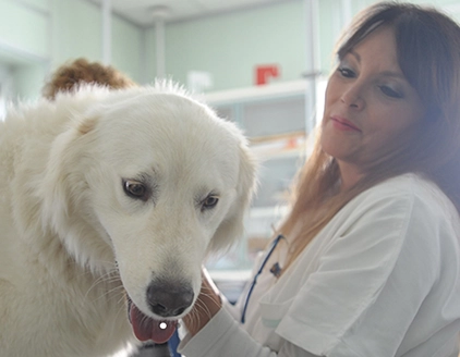 Visita cane Ambulatorio Veterinario Dottor Belli Dottoressa Lisi Roma