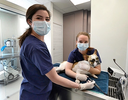 Visita cane Ambulatorio Veterinario Borgarello Santa Rita