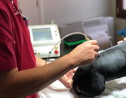 Visita cane Ambulatorio Veterinario Lazzari