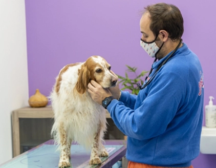 Visita cane Centro Diagnostico Veterinario JesiVet