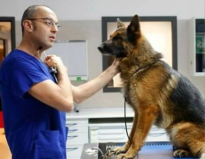 Visita cane Clinica Veterinaria Grosseto Nord