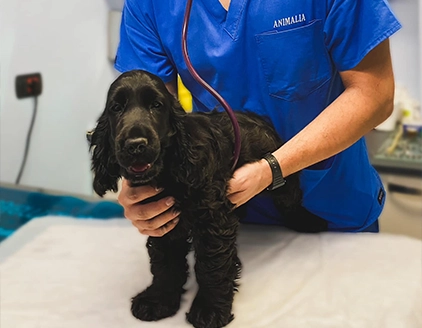 Visita cane Clinica Veterinaria Città del Marmo