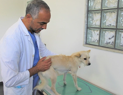 Visita cane Clinica Veterinaria Neur On Scan Catania