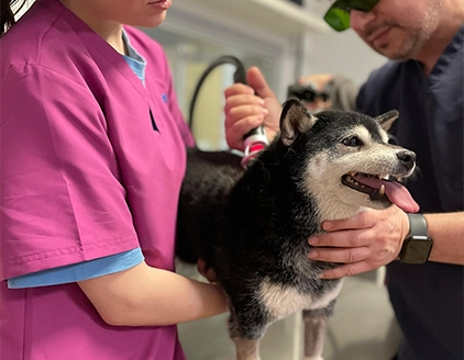 Visita cane2 Clinica Veterinaria Modena Sud