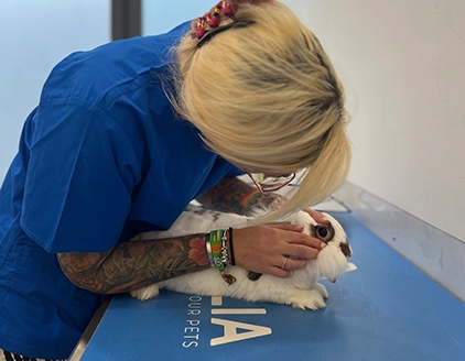 Visita Clinica Veterinaria Animalia Lissone