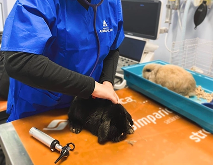 Visita coniglio Clinica Veterinaria Città del Marmo