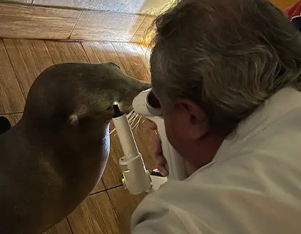 visita foca Centro Veterinario Guandalini Roma