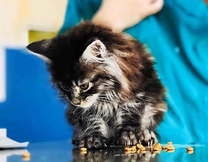 Visita gattino Clinica Veterinaria ARS Fiorano