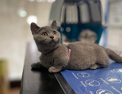 Visita Gatto Clinica Veterinaria ARS Fiorano
