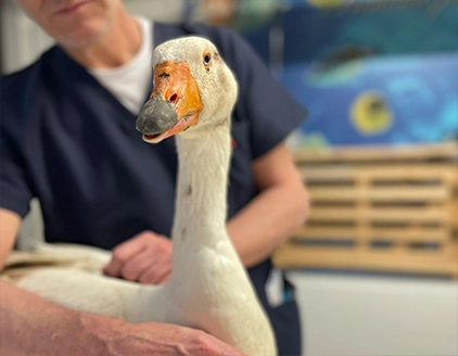 Visita oca Clinica Veterinaria Modena Sud