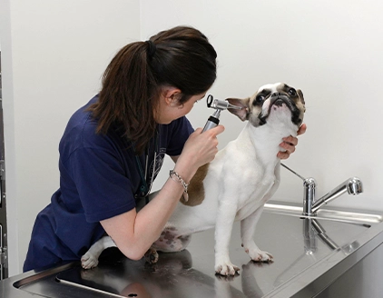 Visita orecchie cane Ambulatorio Veterinario Borgarello Santa Rita