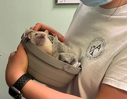 Visita riccio Clinica Veterinaria ARS Fiorano