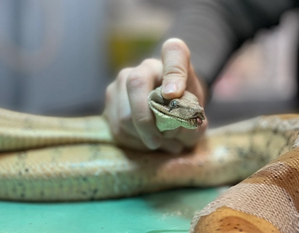 Visita serpente Clinica ARS Veterinaria Fiorano