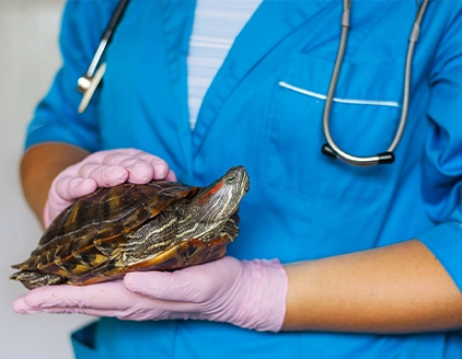 visita tartaruga acqua Ambulatorio Veterinario Dottoressa Anzolin
