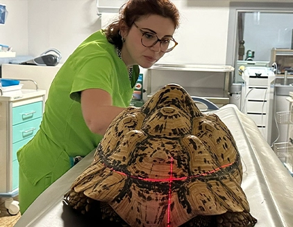 Visita tartaruga Clinica Veterinaria Modena Sud