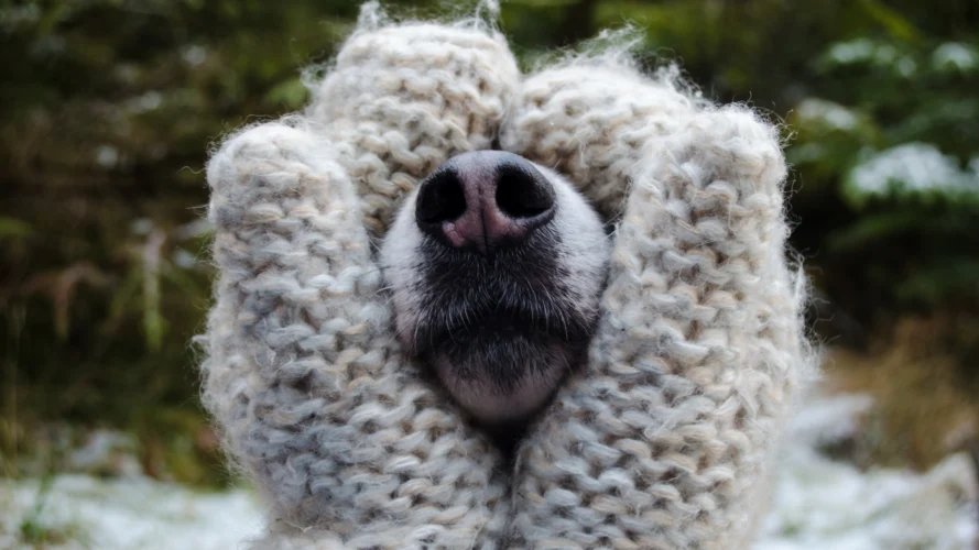 Protezione dal freddo: tutelare cani e gatti durante l’inverno